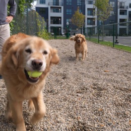 Summers ending but your pup doesn’t need to know that! Take advantage of our new and improved dog run we have for our oak row pets. #oakrowapts #petfriendly #westroxbury Instagram post from @oakrowapts on September 05, 2023 00:00:00am